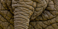 Elefant_2_7956