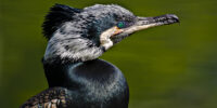 Kormoran 1_MG_9189
