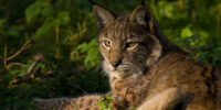 Luchs