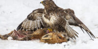 Maeusebussard_K8A0769