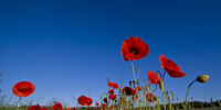 Mohn_MG_3152