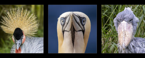 SERIE-Augen in Augen